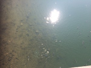 Woda zachęca do skoku i zabawy z rybami